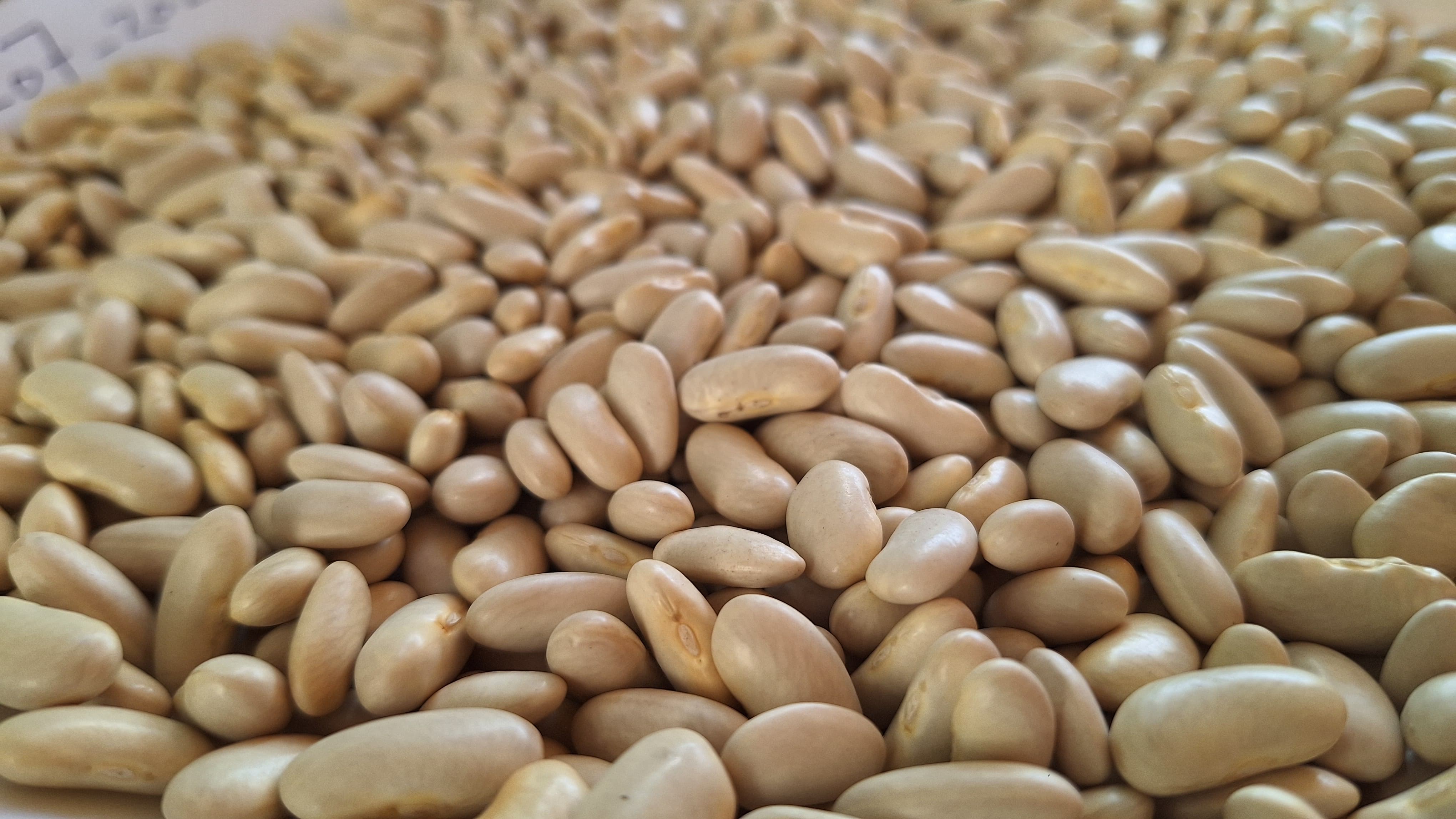 Fresh Crops & Premium Quality for Export!